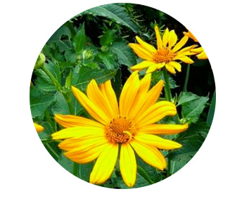 Extractos Glicolicos Tacuba 13